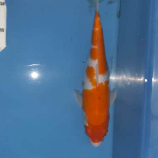 Kohaku 33 bodi jumbo