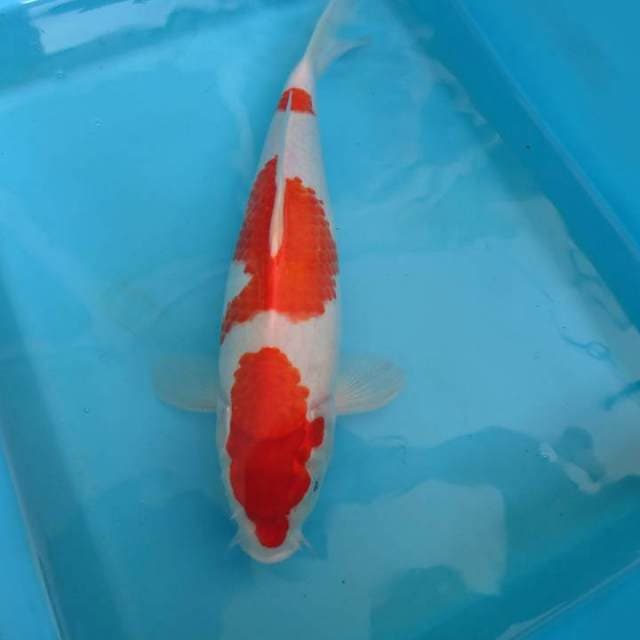 KOHAKU 3 STEPS BAKAT JUMBO 4