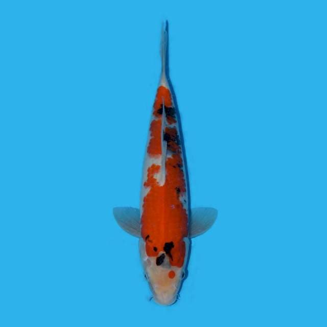Showa omoyo tategoi