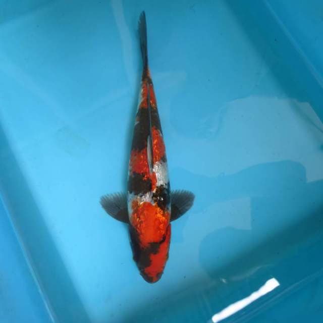 SALAMANDER 5 ~ SHOWA QUALITY