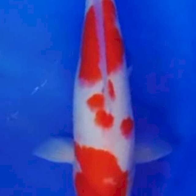 Jitai Kohaku 36cm (F) - iii