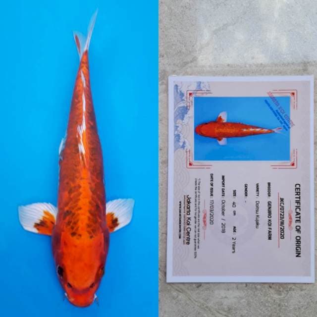 Genjiro doitsu kujaku 40cm certy
