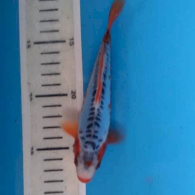 Baby shusui 16cm