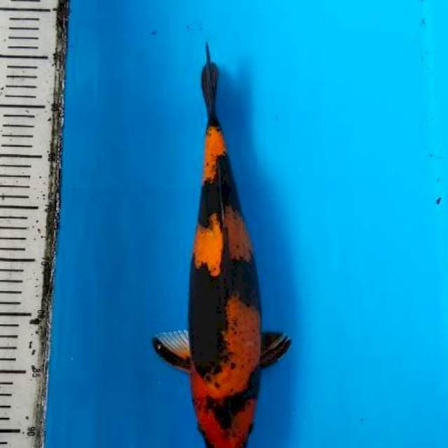 Kin utsuri 37cm