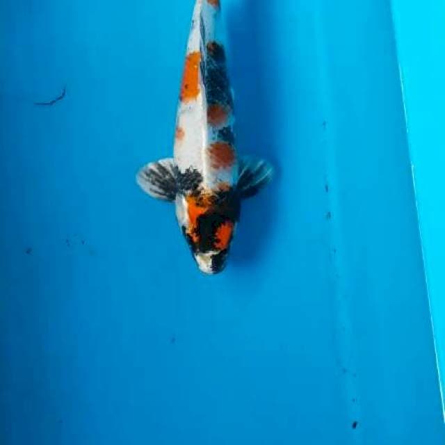 Kin showa 35cm