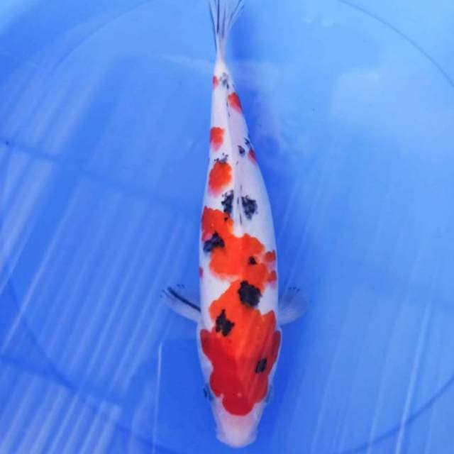 sanke 32cm