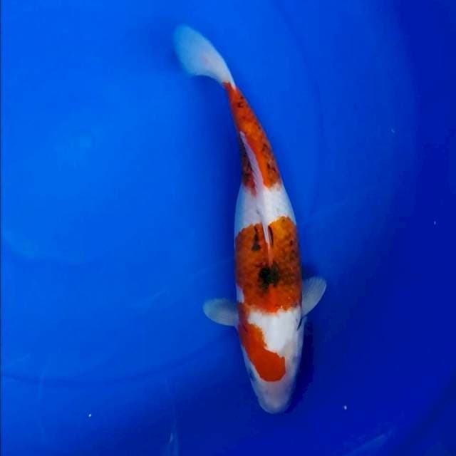 Maruten Koromo