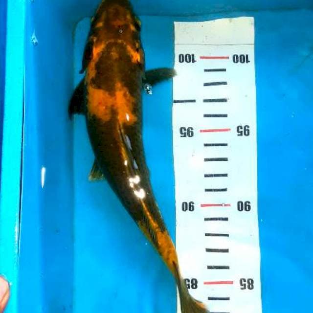 Antikan.. 22cm