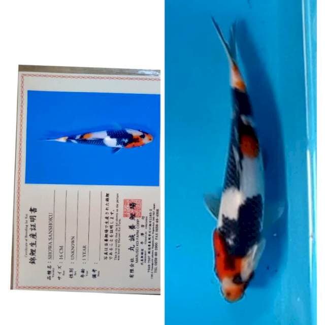 Showa Serti Marusei 20bu