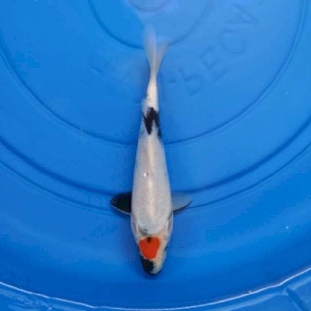 KOINS_TANCHO SHOWA_22CM