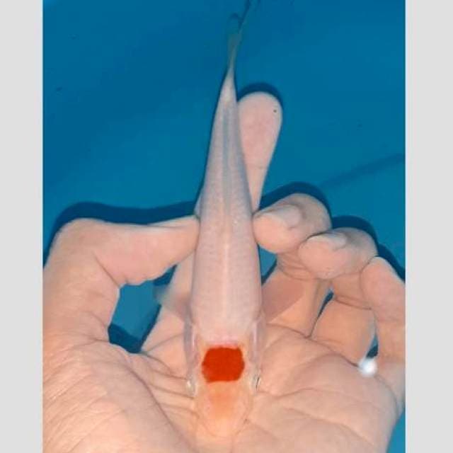 Tancho no bocor mulus so white..15cm