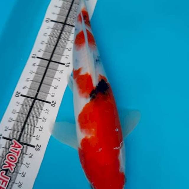 Sanke berpunuk joss 30cm
