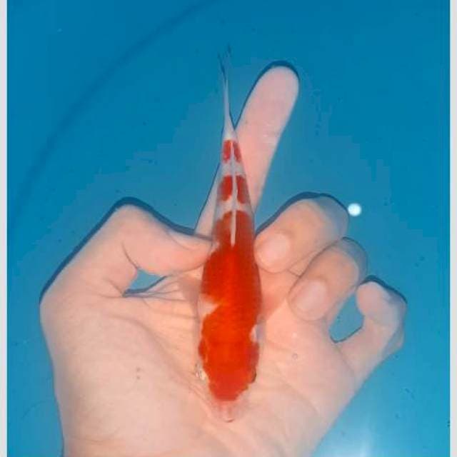Kohaku 15cm koleksi super
