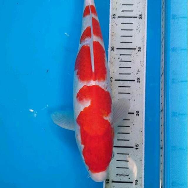 Kohaku HQ 35cm