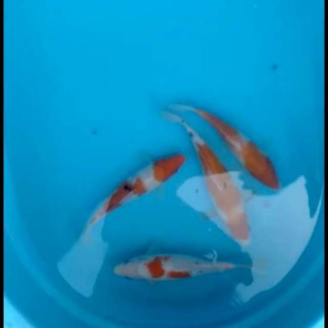 Sanke kohaku