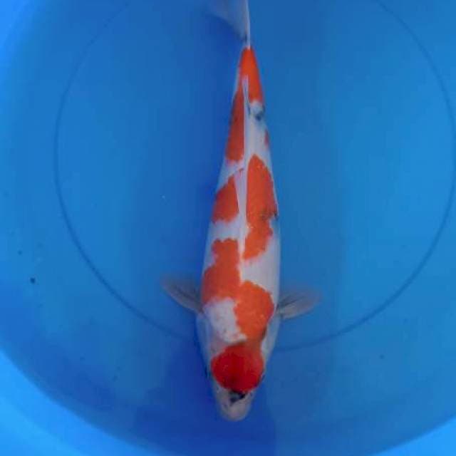 Showa male