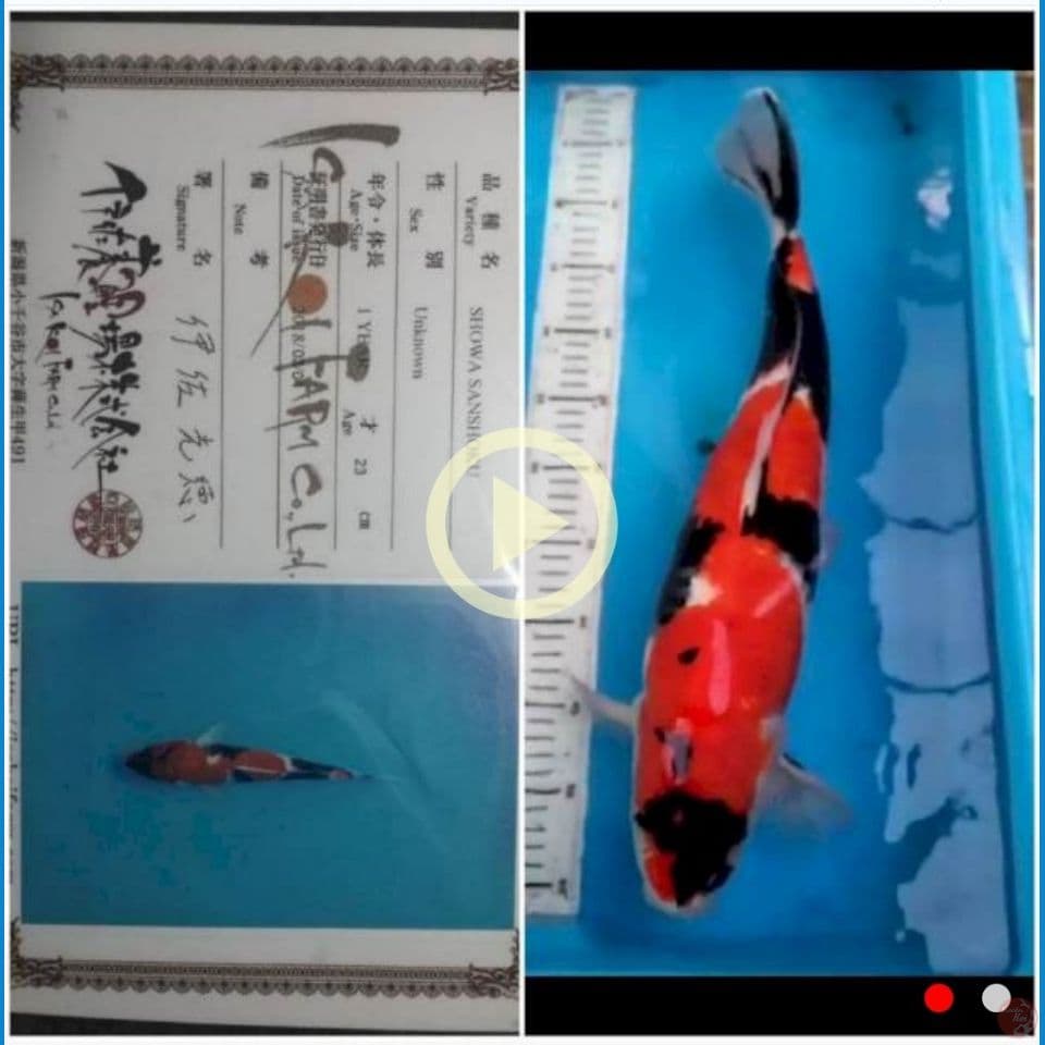 Showa Male 50 CM 