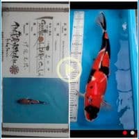 Showa Male 50 CM 