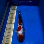 Sanke doitsu 27cm