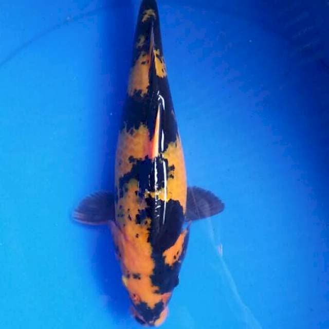 Hi,utsuri 30cm