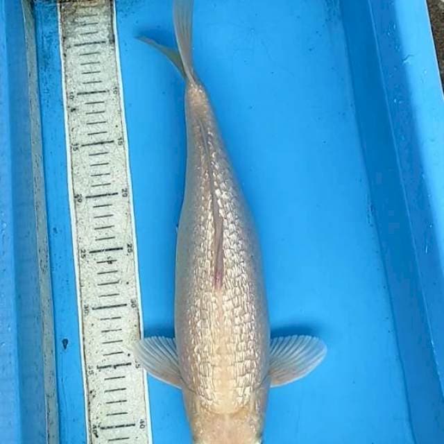 Karasi ginrin 42cm
