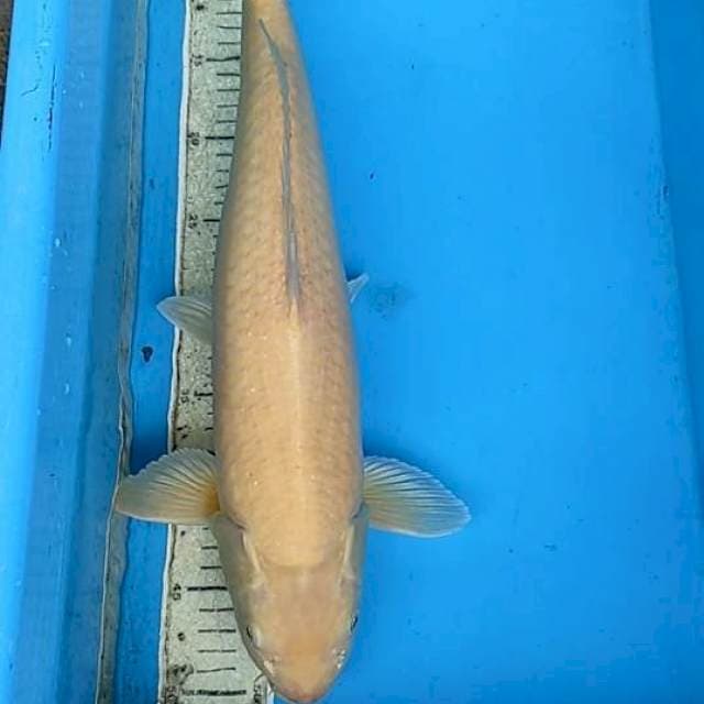 Karasi 47cm