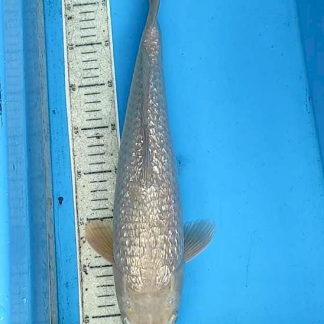 Midori ginrin 44cm