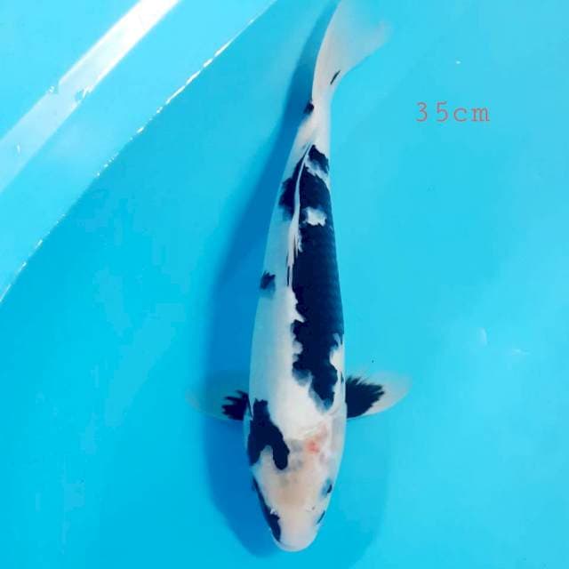 Shiro 35cm