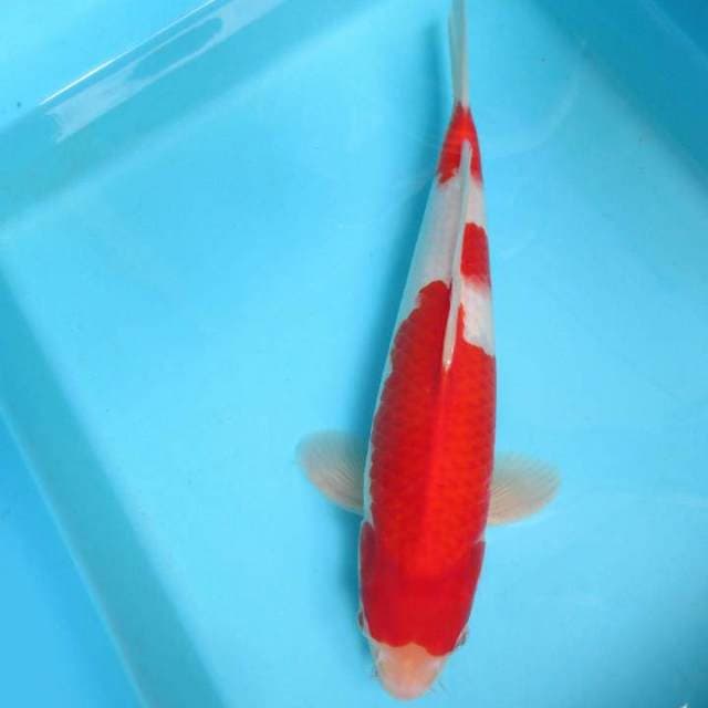 KOHAKU 3 STEPS 12