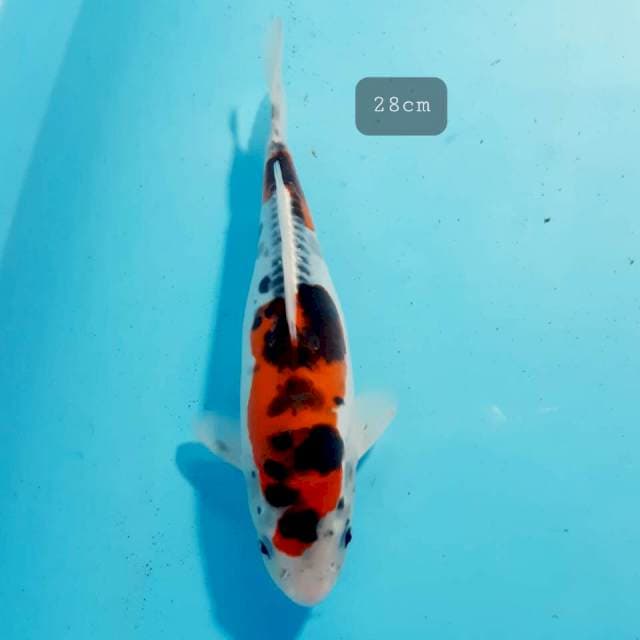 Kikko 28cm
