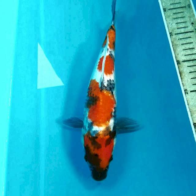 Showa, 28 cm