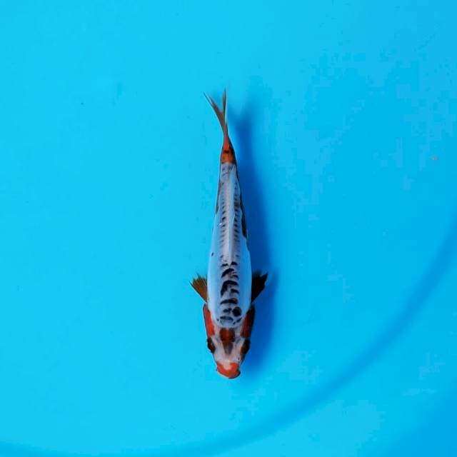 Shusui 13 cm