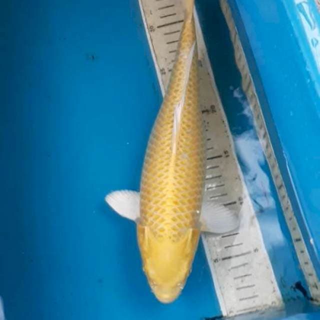 Ogon 33 cm