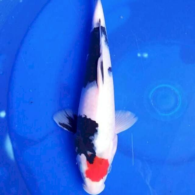 Tancho showa 29cm