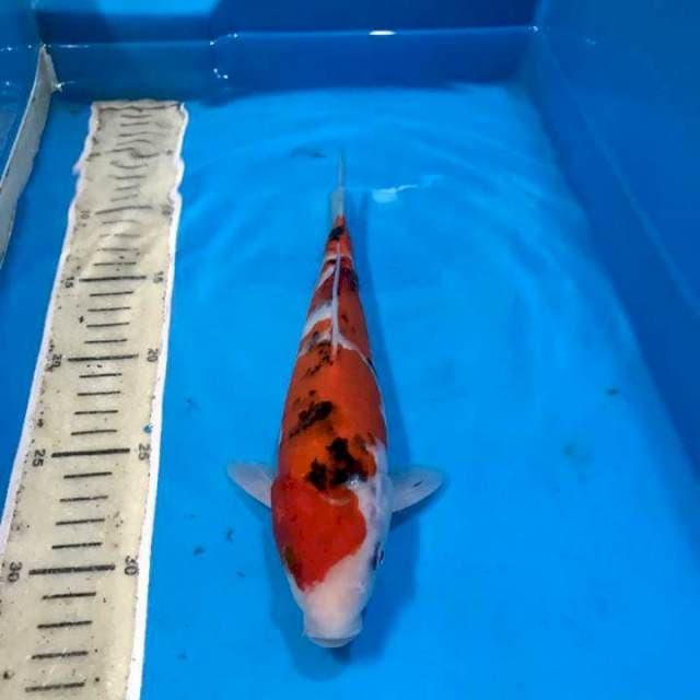 Sanke 25cm