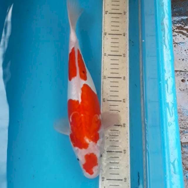 Doitsu 38 cm