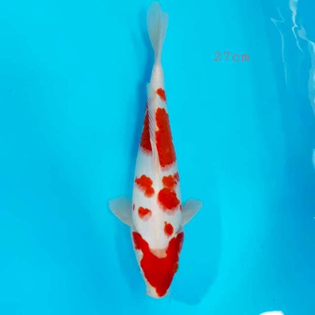 Kohaku merah strong 27cm