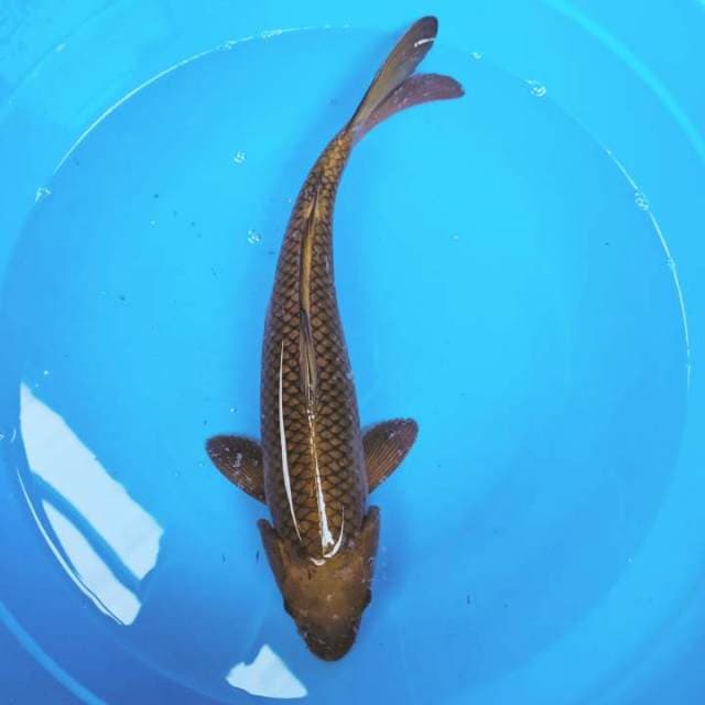 CHAGOI TEMBAGA, MALE 40CM