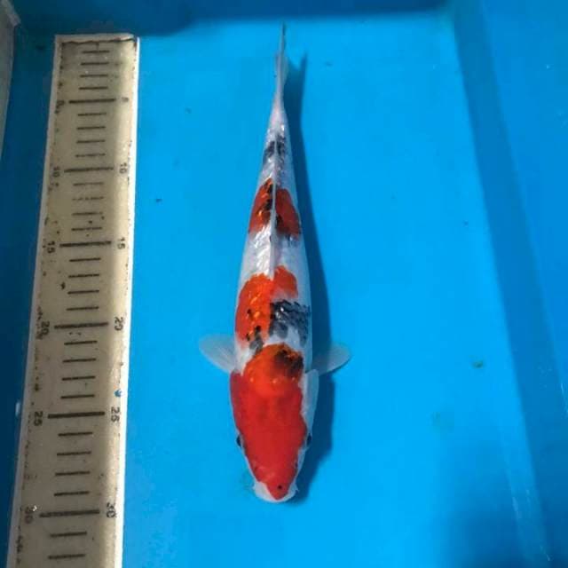 Sanke gindrin 27cm