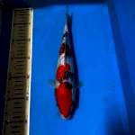 Sanke gindrin 27cm