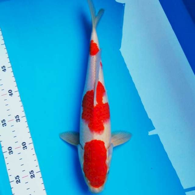 Strong kohaku sq 36cm male