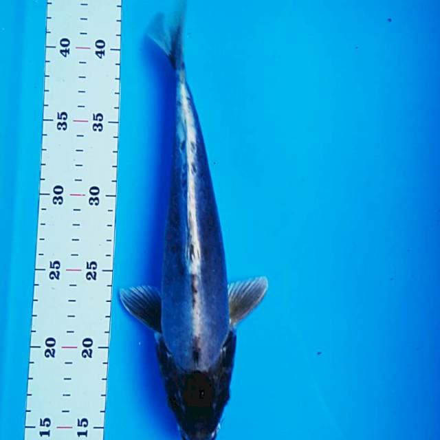 Silver kiko 28cm male