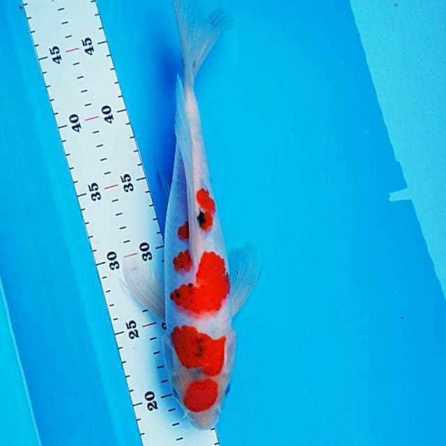 Kumpay sanke 30cm