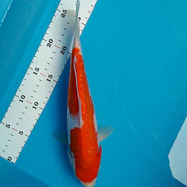 Aragoke ginrin jos 28cm