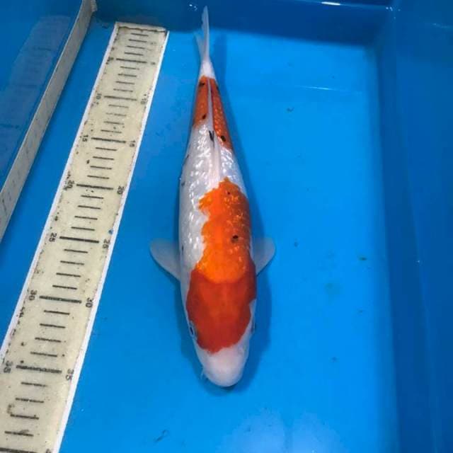 Sanke gindrin 35cm