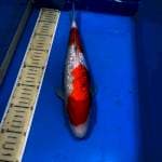 Sanke gindrin 35cm