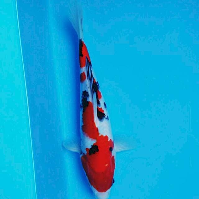 Strong sanke 23cm