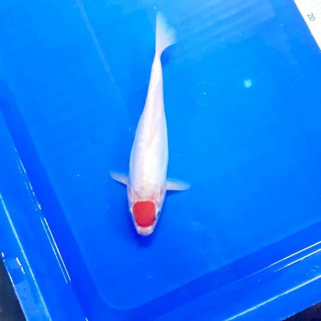 Tancho doit 23cm