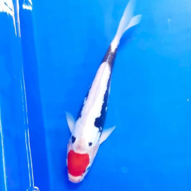 Tancho kumon 26cm male