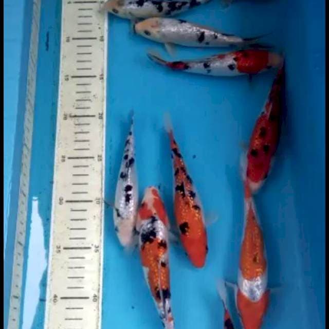 Mix Ginrin 10 Ekor 15-18cm